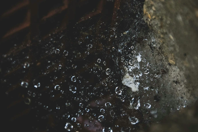 a close up of water droplets on a rock